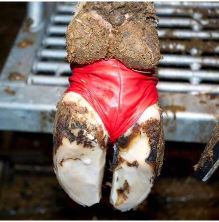 Kl�vstrumpa Bovivet R�d XL, 10st/fp